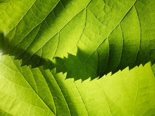 Green leaves abstract nature background