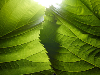 green leaf macro. nature abstract background