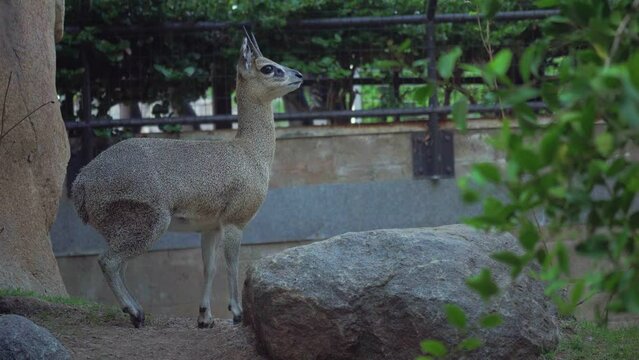 Klipspringer stand and looking steady, at San Diego Zoo, California, United States.