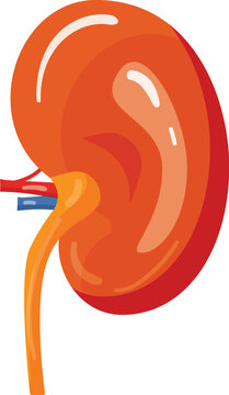 recommend clip art: Detailed educational illustration of the human kidney anatomy and physiology. Isolated in a flat design vector format. Perfect for medical and healthcare reference. Depicting the structure. Function