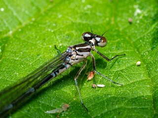 Close up macro photograph of the Variable damselfy, narrow winged damselflies. Female insect