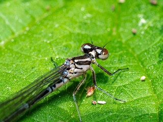 Close up macro photograph of the Variable damselfy, narrow winged damselflies. Female insect