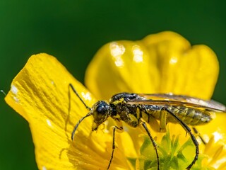 Close up macro photograph of the Yellow sided clover sawfly common insect. Sitting on a buttercup flower in spring UK