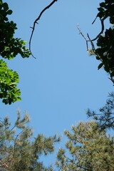 화창한 봄에 푸른 하늘 주변으로 보이는 나무들의 프레임 자연 액자 배경화면