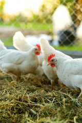 Chicken coop for poultry. White hens walks among behind a net in a wooden coop. Raising poultry. Poultry farm