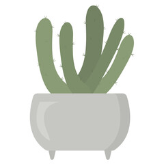 Succulent in a flower pot. Green house thorny plant isolated on the white background