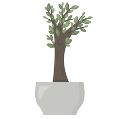 Small indoor tree in a flower pot