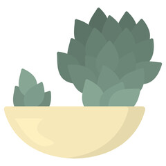 Succulent in a flower pot. Green house plant isolated on the white background