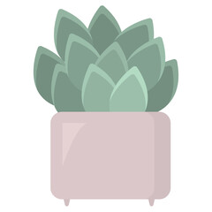 Succulent in a pink flower pot. Green houseplant isolated on the white background
