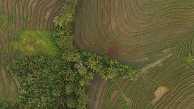 Aerial view of lush rice fields, palm trees, and road in Belimbing, Tabanan, Bali, Indonesia.