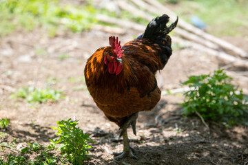 View of the rooster at the farm