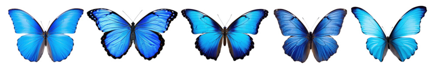 Obraz premium Blue butterflies png on transparent background