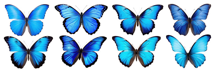 Blue butterflies png on transparent background