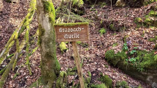 Eine nat&uuml;rliche Szene der Krassachauelle, eines kleinen flachen Baches, der von Vegetation und herabgefallenen Bl&auml;ttern umgeben ist. 