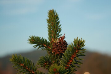 Close-up shot of a small pine cone resting on a fir tree branch against a sky with a bright blue hue