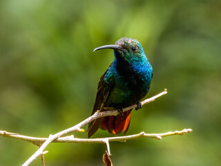 Bronze-tailed Plumeleteer Chalybura urochrysia in Costa Rica