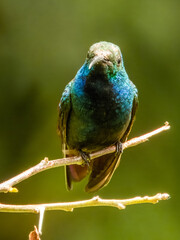 Bronze-tailed Plumeleteer Chalybura urochrysia in Costa Rica