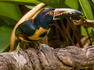 Collared Aracari Pteroglossus torquatus in Costa Rica