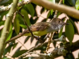 Dusky-capped Flycatcher
Myiarchus tuberculifer
