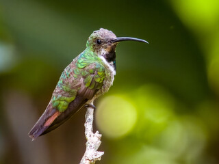 Green-breasted Mango Anthracothorax prevostii in Costa Rica