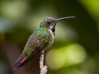 Green-breasted Mango Anthracothorax prevostii in Costa Rica