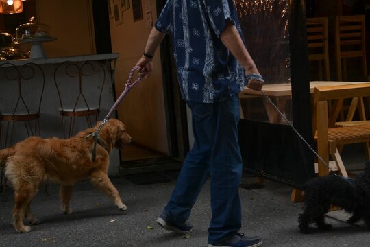 Man walking with two canines
