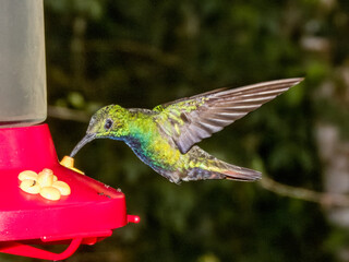 Green-breasted Mango Anthracothorax prevostii in Costa Rica
