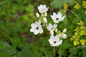 和名ではクロボシオオアマナと呼ばれるオーニソガラム・アラビカム