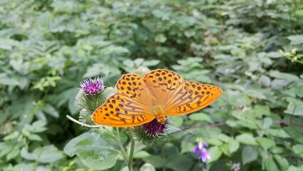 Vibrant Paphia mother-of-pearl (Argynnis paphia) butterfly perched atop a delicate flower