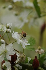 Honey bee atop a colorful flower, surrounded by a field of other vibrant blooms