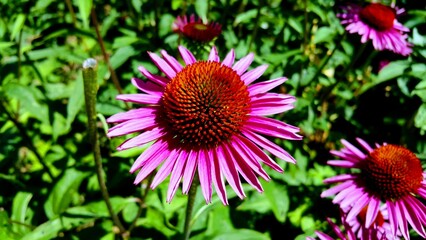Obraz premium Vibrant pink field of Echinacea purpurea blossoms, illuminated by natural sunlight