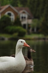 Ducks swimming in clear water near a house