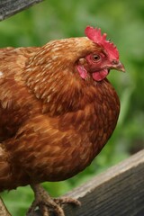 Chicken perched on the edge of a wooden fence, surrounded by lush green grass in the background