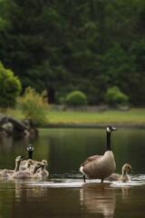 Vertical shot of a flock of geese and their goslings swimming in a tranquil lake