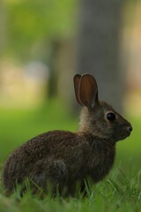 Brown rabbit on the grassy ground, surrounded by lush green grass
