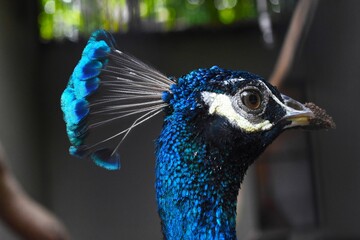 Close-up of a peacock with a striking blue tail feather balanced atop its head