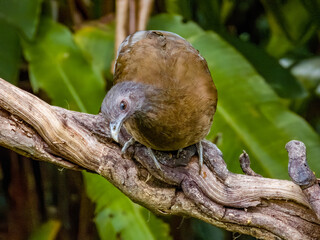 Grey-headed Chachalaca  Ortalis cinereiceps in Costa Rica