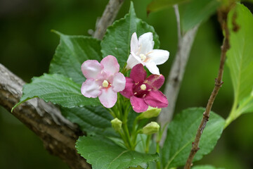 白から赤に色が変わるハコネウツギの花