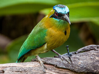 Lesson's Motmot Momotus lessonii in Costa Rica