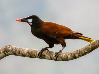 Montezuma Oropendola Psarocolius montezuma in Costa Rica