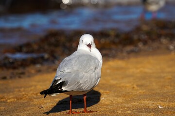 Selective focus shot of a gray seagull on a seashore