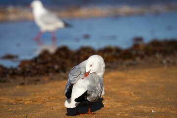 Selective focus shot of a gray seagull on a seashore