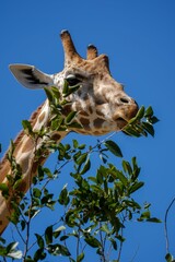 Vertical low angle shot of a giraffe chewing on leaves on branches