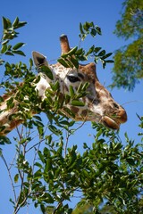 Vertical low angle shot of a giraffe chewing on leaves on branches