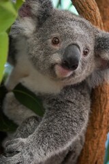 Vertical closeup shot of a cute koala bear on a tree branch