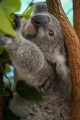 Vertical closeup shot of a cute koala bear on a tree branch