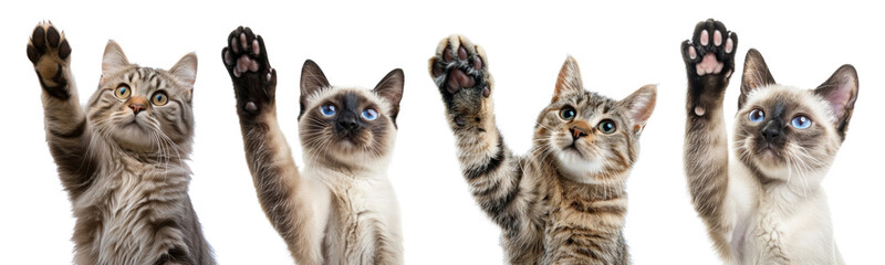 Cats giving high five png on transparent background