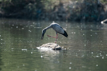 The Asian openbill or Asian openbill stork (Anastomus oscitans)