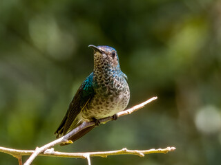 White-necked Jacobin Florisuga mellivora in Costa Rica