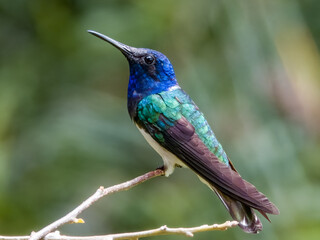 White-necked Jacobin Florisuga mellivora in Costa Rica